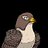 ETH_Hawk