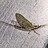 Hexagenia Hexagenia