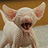 chris_on_the_web