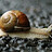 MisterMollusk