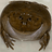 THE_FUZZY_OOZE_BEAR