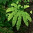 Adiantum