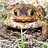 Crapaud
