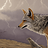 icoyote