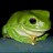 smallgreenfrog