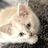 Hamza_Benmostefa
