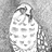 hawk
