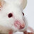 AlbinoTheMouse