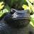 Bronze_Toad