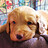 LittleRiverDog LittleRiverDog