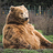 BigBrownBear