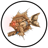 BowTiedFish