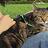 Catsitter