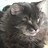 Catz