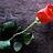flower82