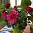 Sandra_Verdonk