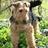 welshterrier