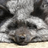 Fatshark_5ilver4ox