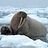 IcepickedWalrus