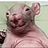 Maltemos