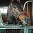 dancing_brave