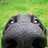 rottweiler52
