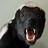 Honey_Badger