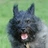 Muppet_TheWonderDog