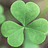 Francis_le_vert
