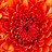 Manoj_More