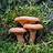 lactarius