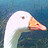 Rob_Brown