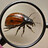 bugfinders
