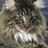 feline78
