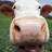 HappyMoo