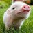 PigletPants